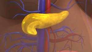 The pancreas is a glandular organ in the digestive system and endocrine system of vertebrates.
